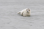 Common Seal at the beach