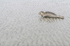 young seal