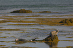 Common Seals