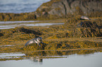 Common Seal