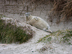 common seal