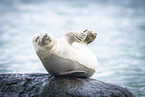 common seal