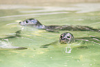 seal