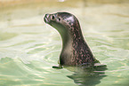 seal