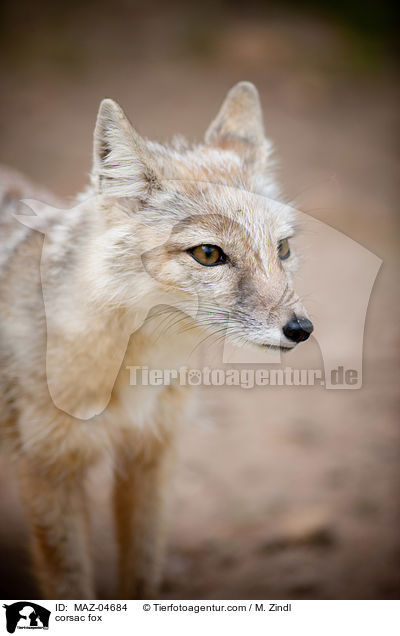 corsac fox / MAZ-04684