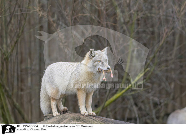 stehender Steppenfuchs / standing Corsac Fox / PW-08604