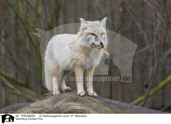 stehender Steppenfuchs / standing Corsac Fox / PW-08606