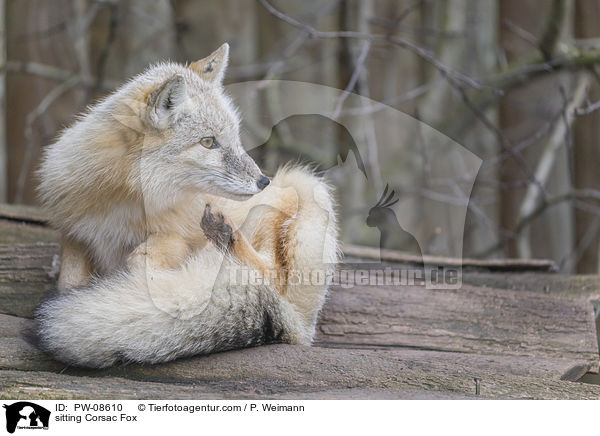 sitting Corsac Fox / PW-08610