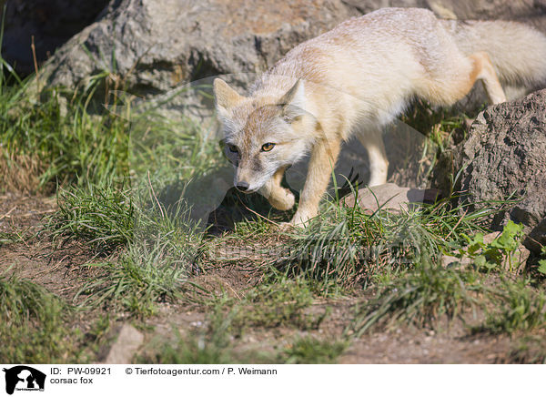 corsac fox / PW-09921