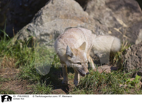 corsac fox / PW-09922