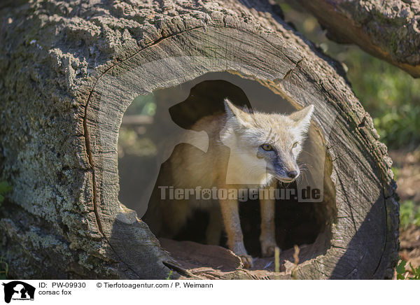 corsac fox / PW-09930