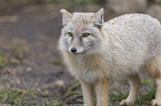 standing Corsac Fox