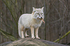 standing Corsac Fox