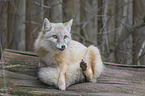 sitting Corsac Fox