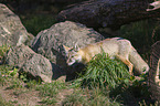corsac fox