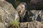 corsac fox