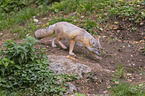 corsac fox