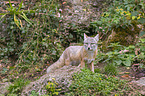corsac fox
