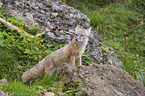 corsac fox