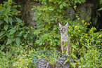 corsac fox