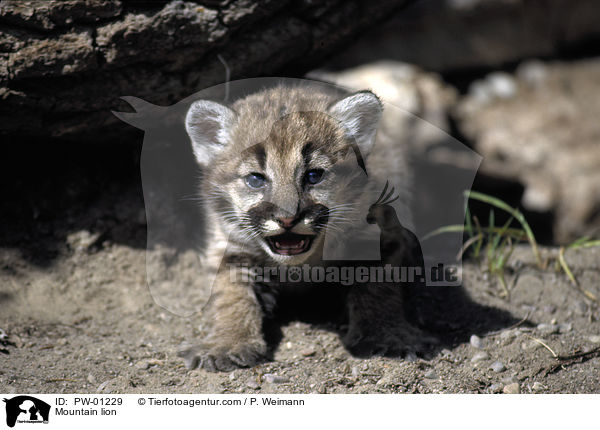 Mountain lion / PW-01229