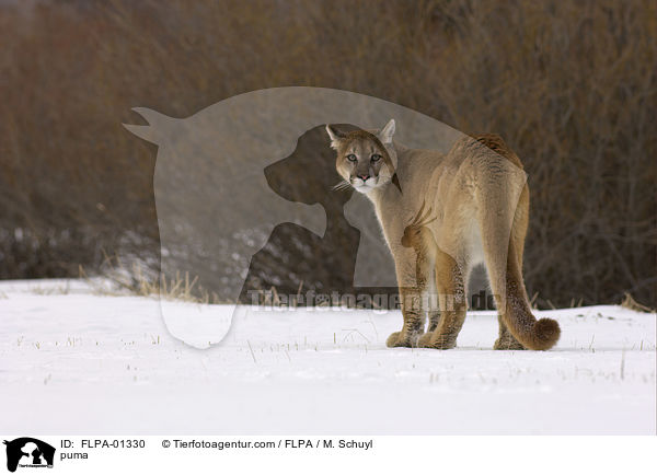 puma / FLPA-01330
