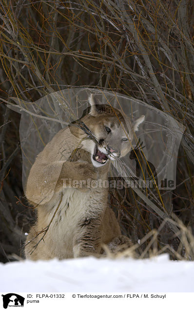 puma / FLPA-01332