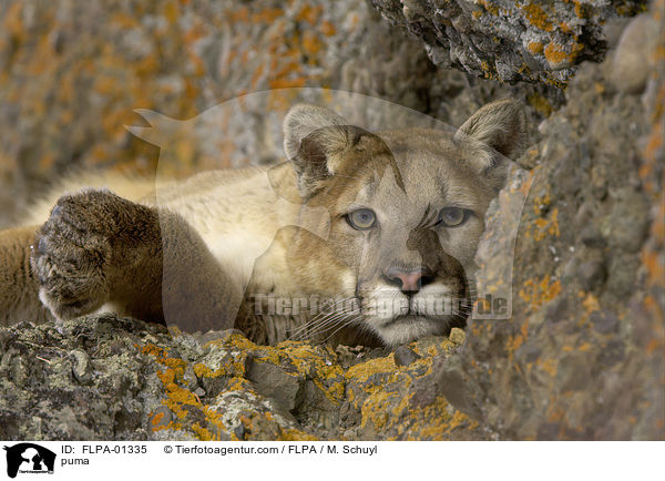 Berglwe / puma / FLPA-01335