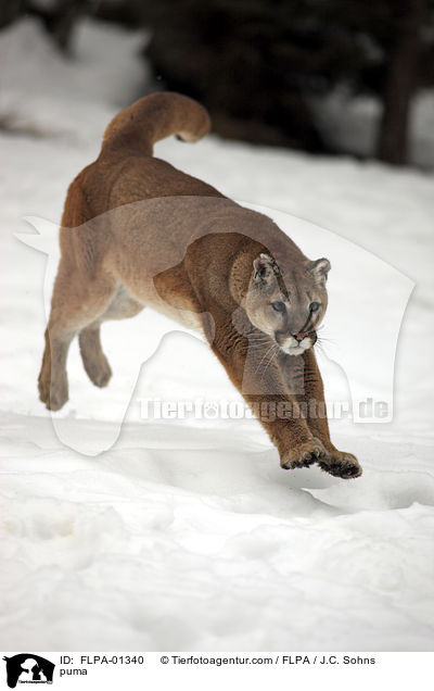 puma / FLPA-01340