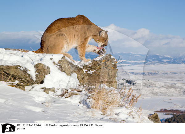 puma / FLPA-01344
