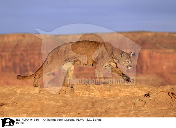 puma / FLPA-01346