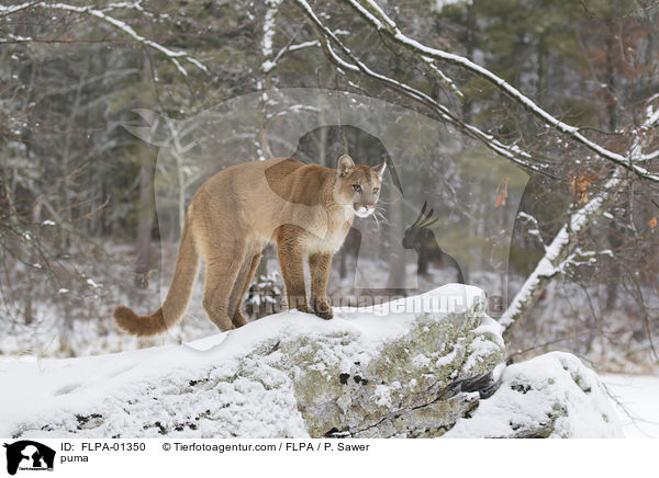 puma / FLPA-01350