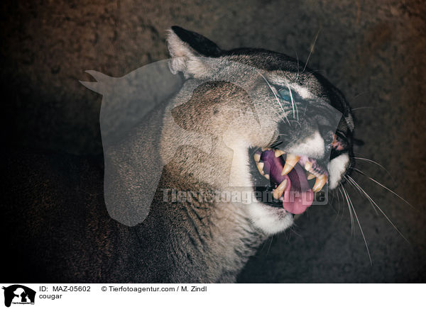 Berglwe / cougar / MAZ-05602