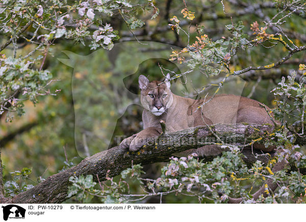 cougar / PW-10279