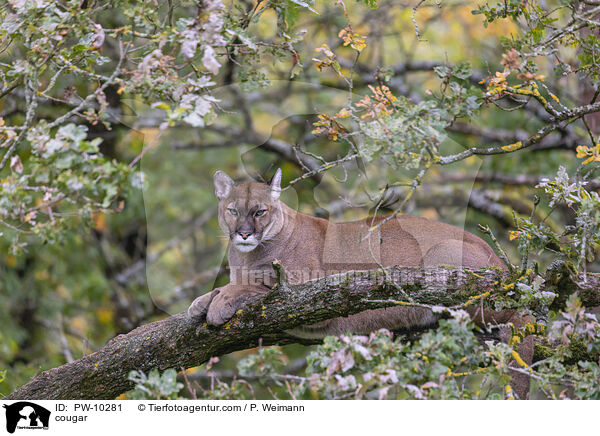 Berglwe / cougar / PW-10281