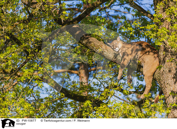 Berglwe / cougar / PW-10877