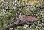 cougar