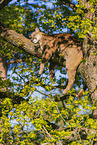 cougar