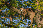 cougar
