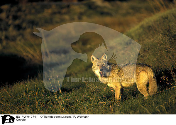 Kojote / Coyote / PW-01074