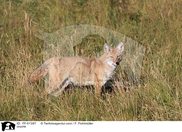 Kojote / coyote / FF-01397
