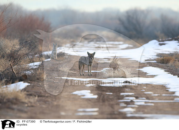 Kojoten / coyotes / FF-07390