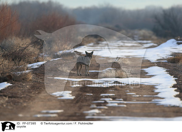 Kojote / coyote / FF-07395