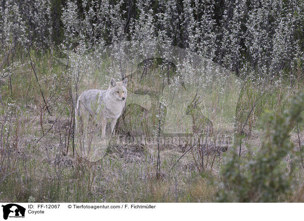 Kojote / Coyote / FF-12067