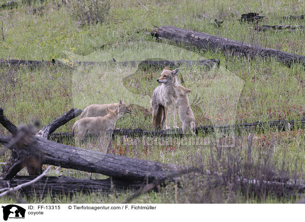 Kojote / coyote / FF-13315