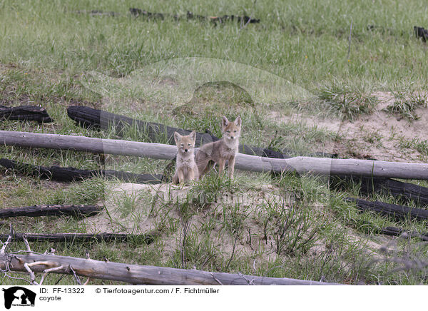 Kojote / coyote / FF-13322