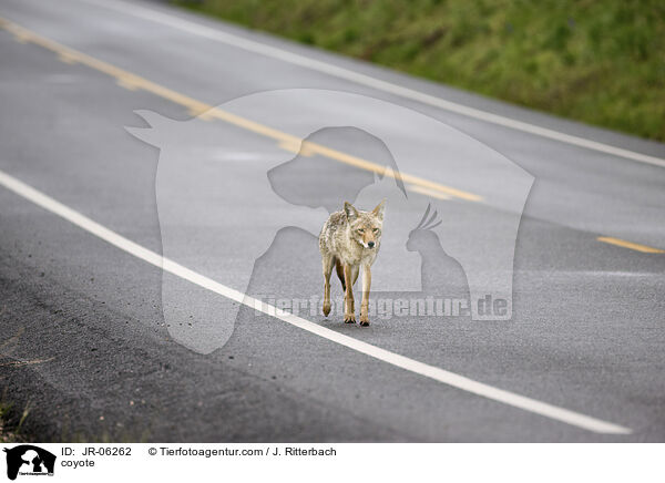 Kojote / coyote / JR-06262