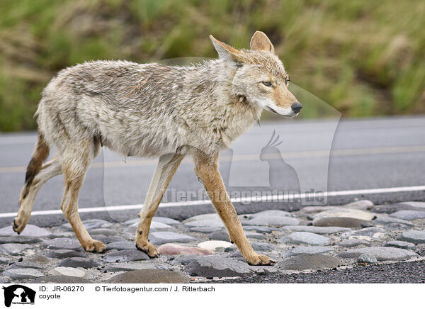 Kojote / coyote / JR-06270