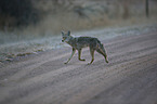 coyote