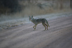 coyote